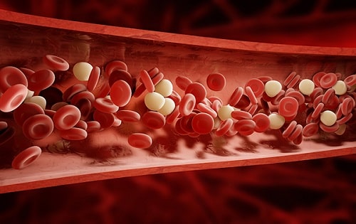 Red blood cells and platelets flowing through blood vessels.